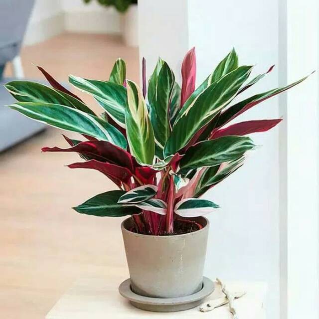 tanaman Calathea Triostar - calatea multicolor - chalatea merah putih / kalatea maranta bali