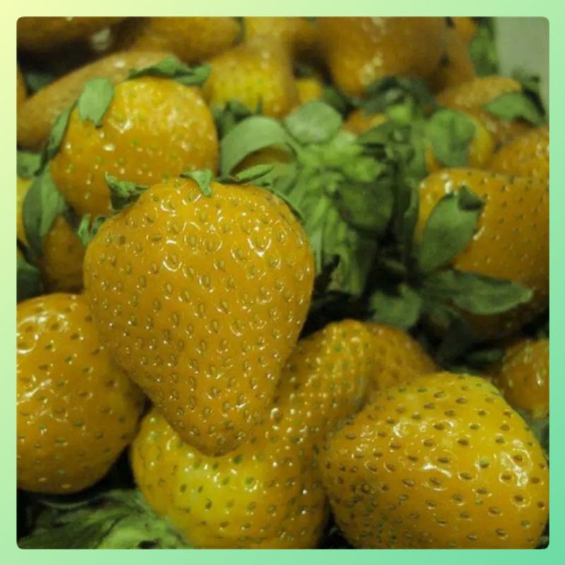 Benih Biji Buah STRAWBERRY KUNING IMPORT