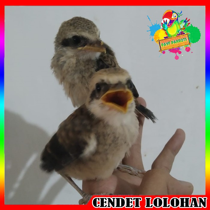 AYF Cendet Burung Pentet asli jawatimur anakan pilihan