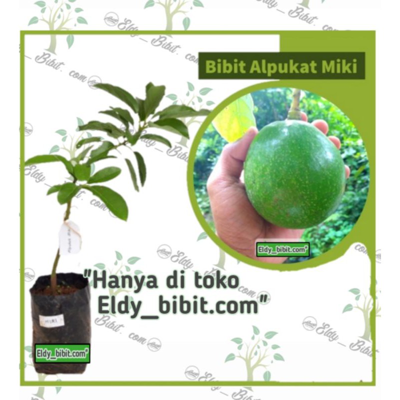 Bibit alpukat Miki super original