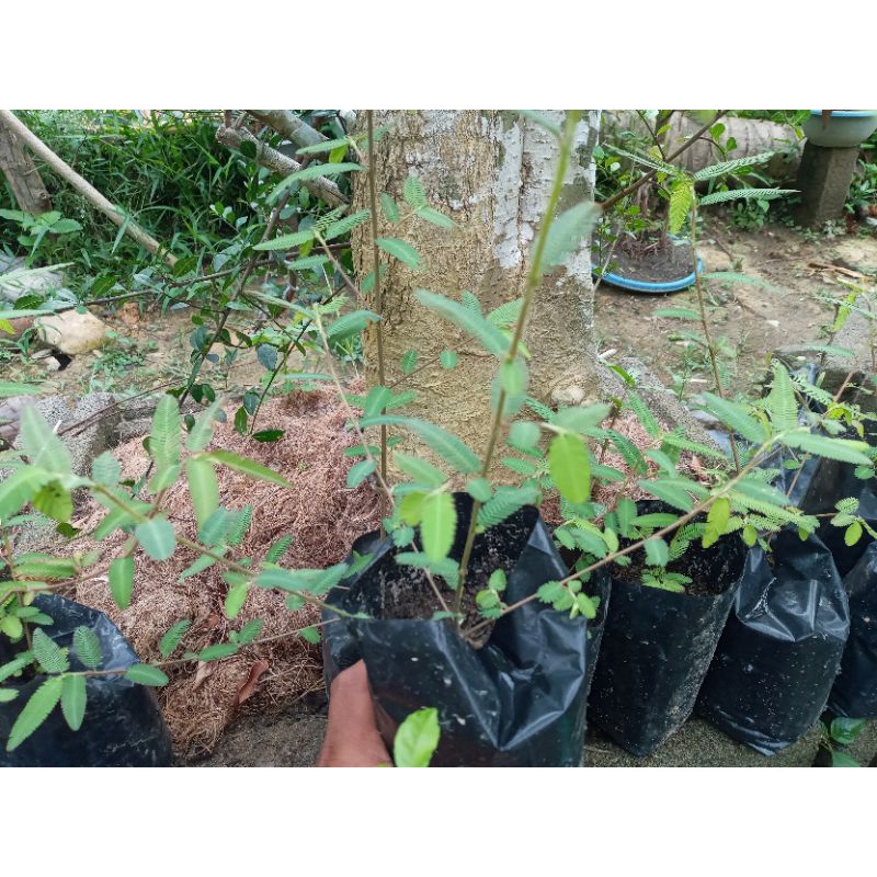 bonsai putri malu dari biji harga murah