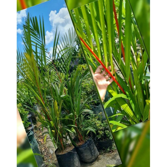 Bibit Palem Merah Asli Termurah
