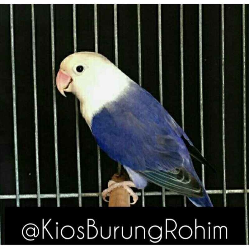 burung lovebird vio FC jantan/betina paud dan dewasa
