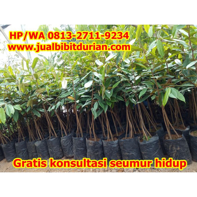 [HEBOH] BIBIT DURIAN MUSANGKING ASLI