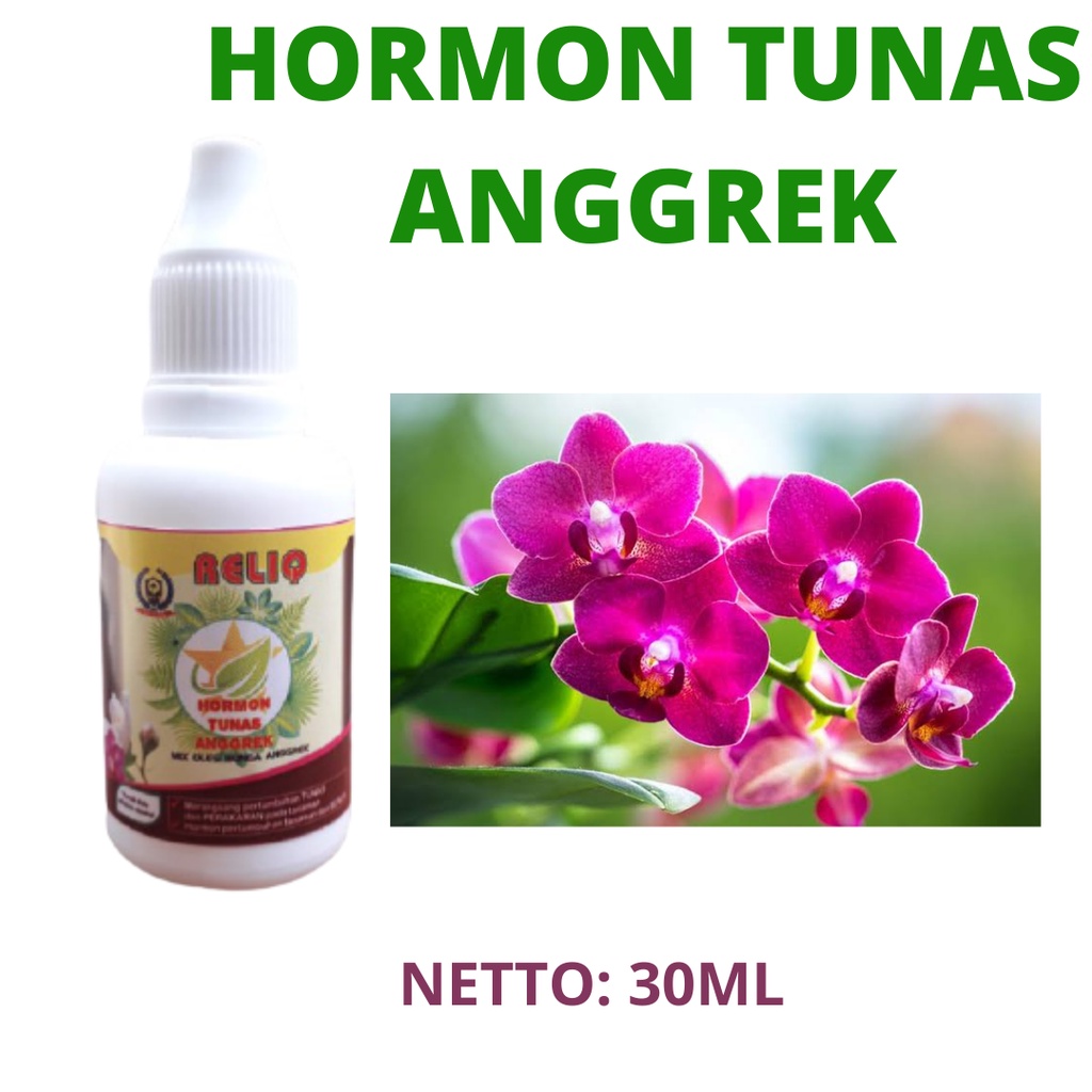 hormon penumbuh tunas anggrek, nutrisi untuk mempercepat tunas