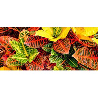 tanaman puring proton