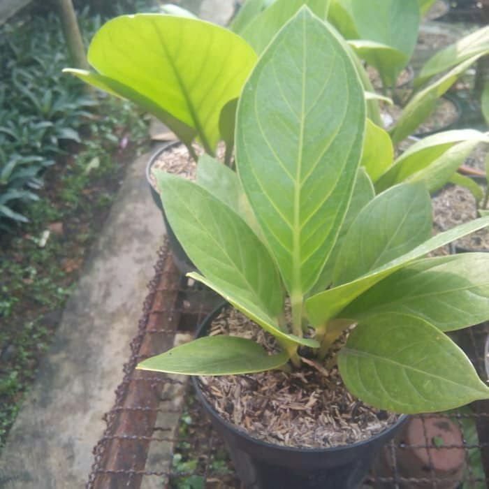 Tanaman Anthurium Jemani Kol - Anthurium Jemani Kol Pagoda - tanaman  _