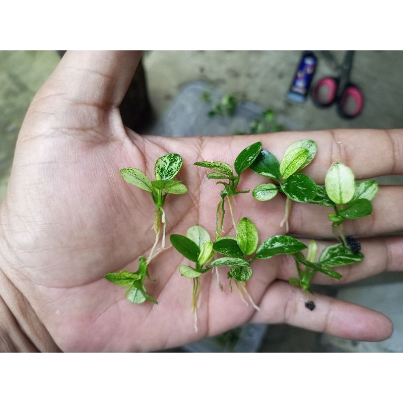 anubias pinto