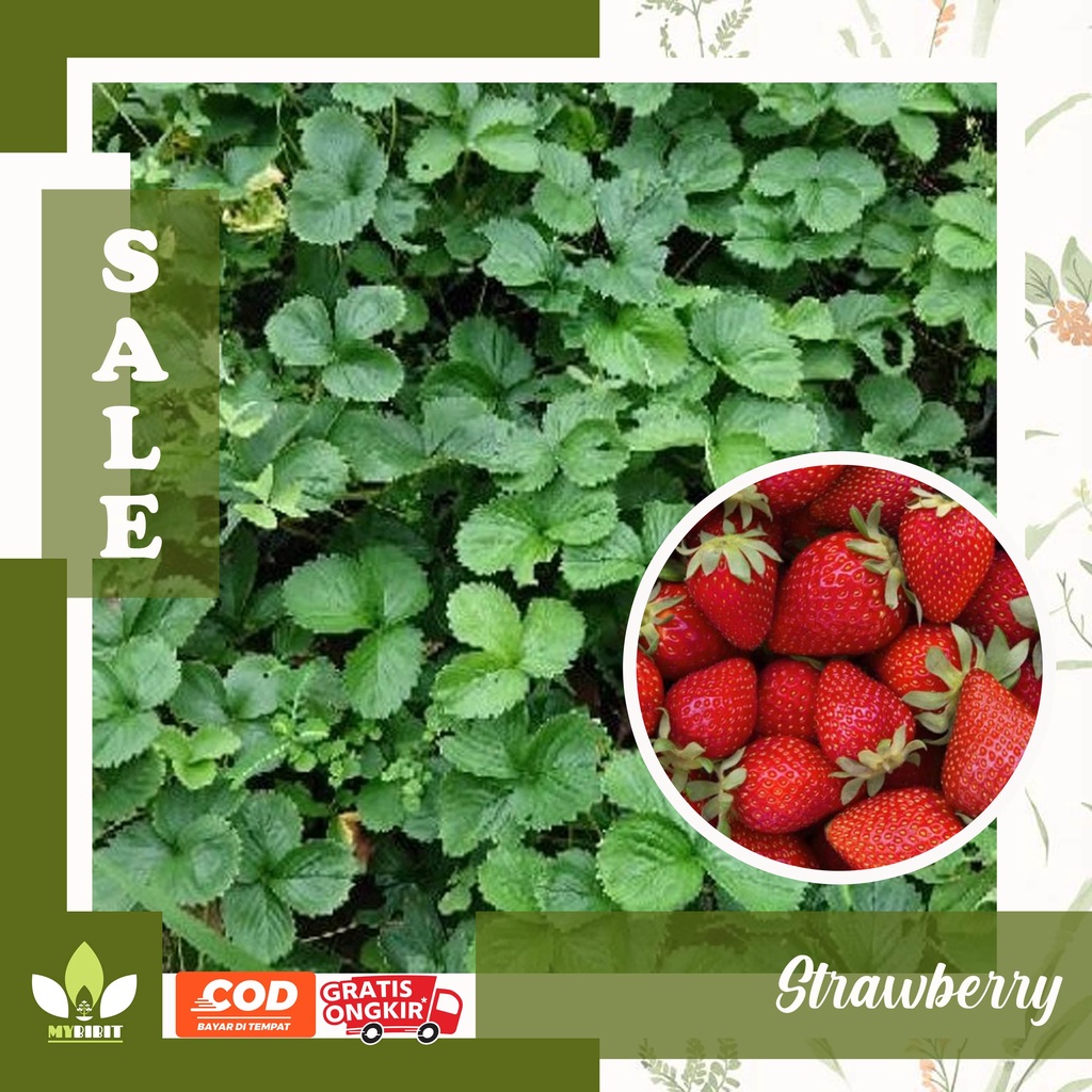 BIBIT BUAH STRAWBERRY MANIS