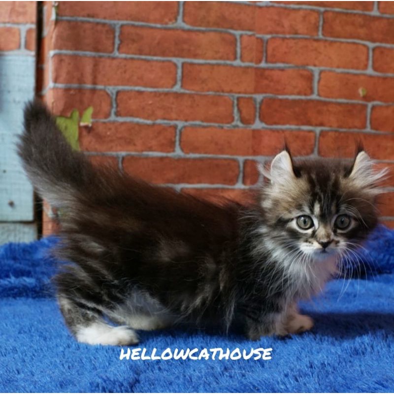 kucing Kitten Munchkin Kinkalow Cebol Standar Jantan