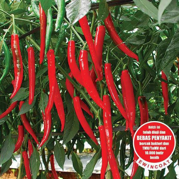 Siap Kirim ( Isi 20 ) Bibit Benih Tanaman Cabe Cabai Besar Hibrida Astina F1 Agbn32 Juara