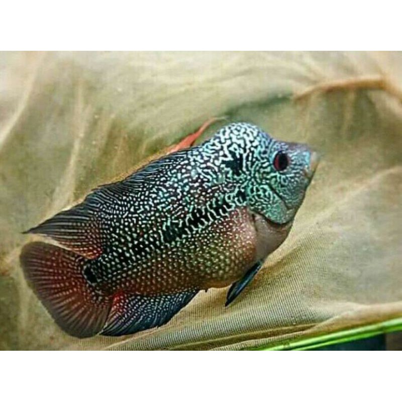 Ikan Louhan Cencu ukuran 7/8/9cm