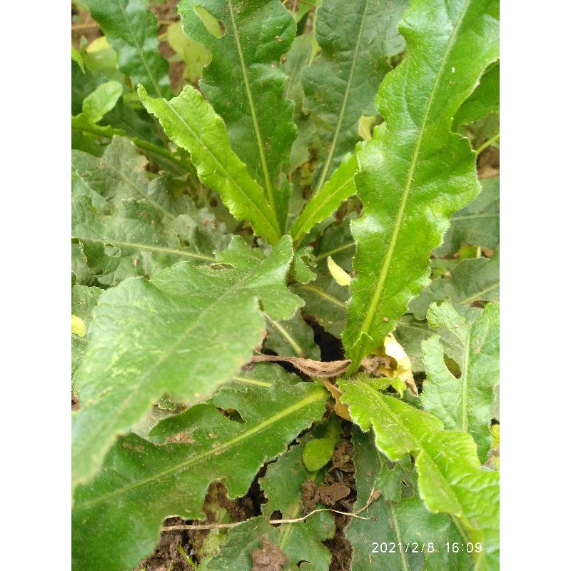 BIBIT DAUN TAPAK LIMAN / BIBIT TANAMAN HERBAL TAPAK LIMAN/CABUTAN