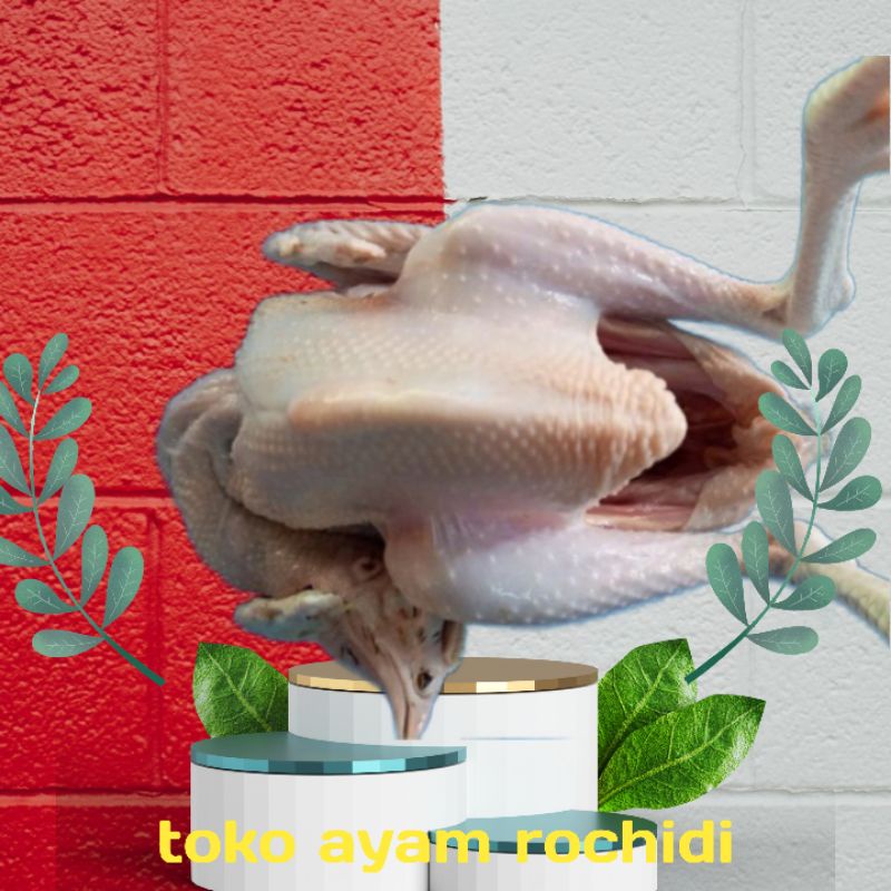 

ayam kampung 1.2 hidup+ati ampla