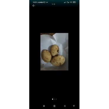 

telur angsa atau telor soang