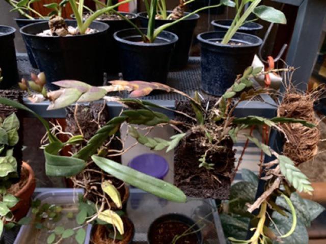 Dendrobium Leonis / Anggrek Lipan