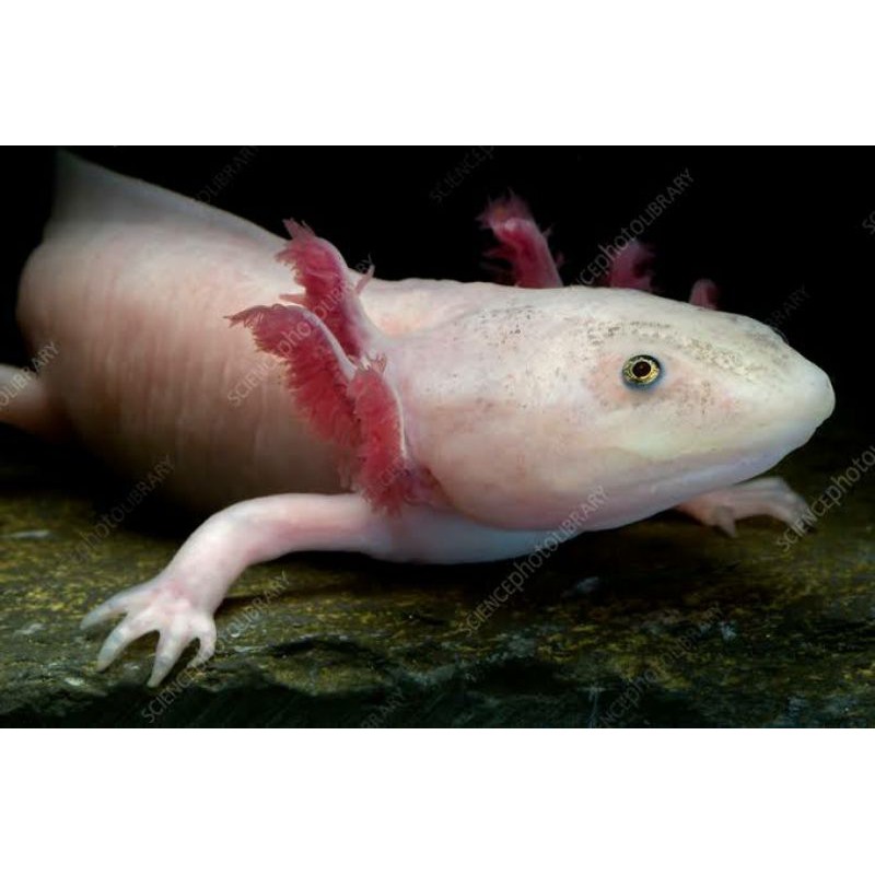 Harga Dan Cara Merawat Axolotl Si Hewan Air Unik Yang Langka Ikanesia Id