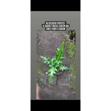 alocasia portei