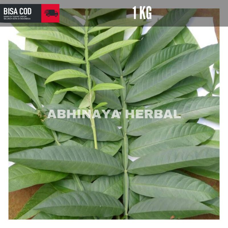 

Daun sungkai segar / daun jati sabrang 1 kg