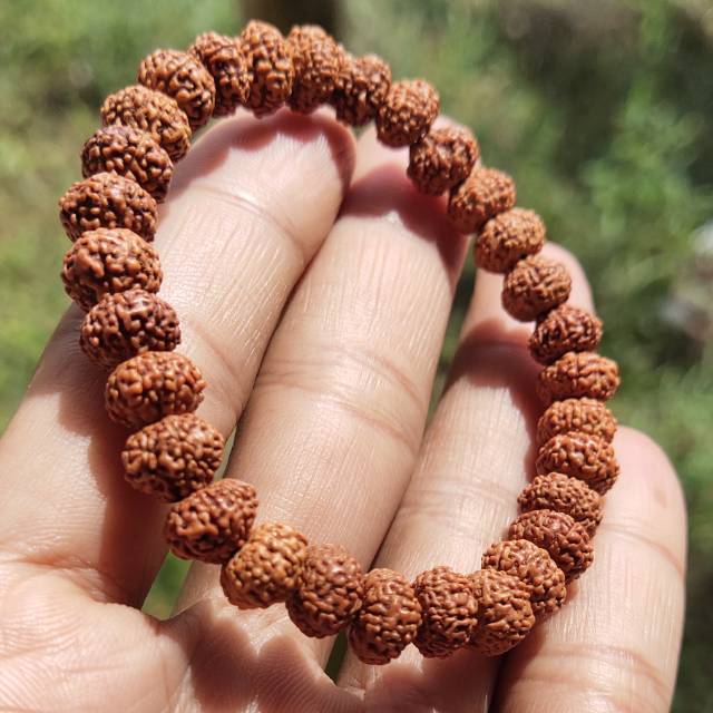 Rudraksha jenitri genitri original