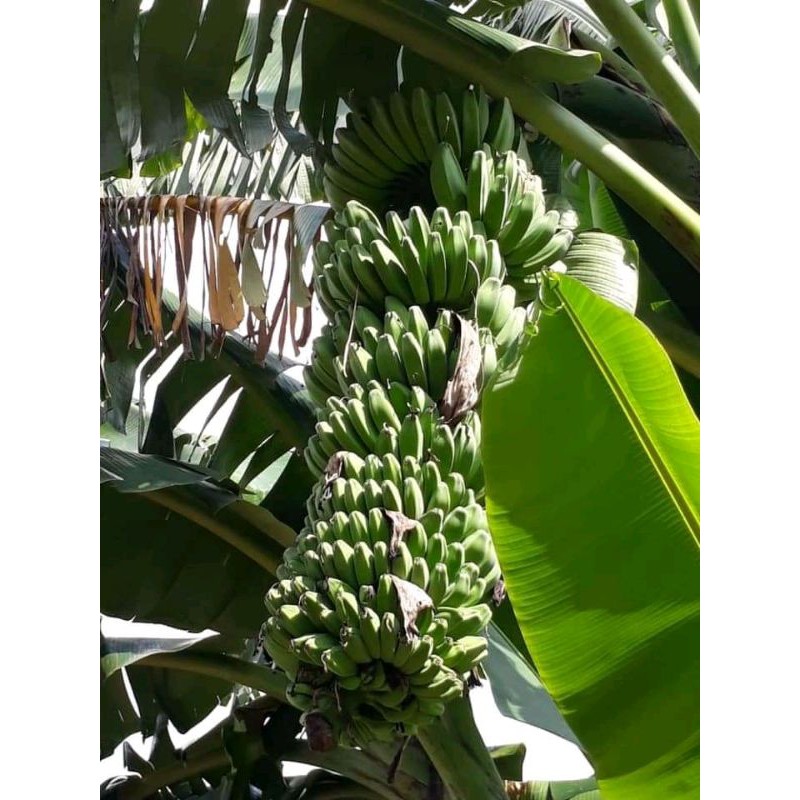 Bibit pisang kepok kuning SUPER unggul