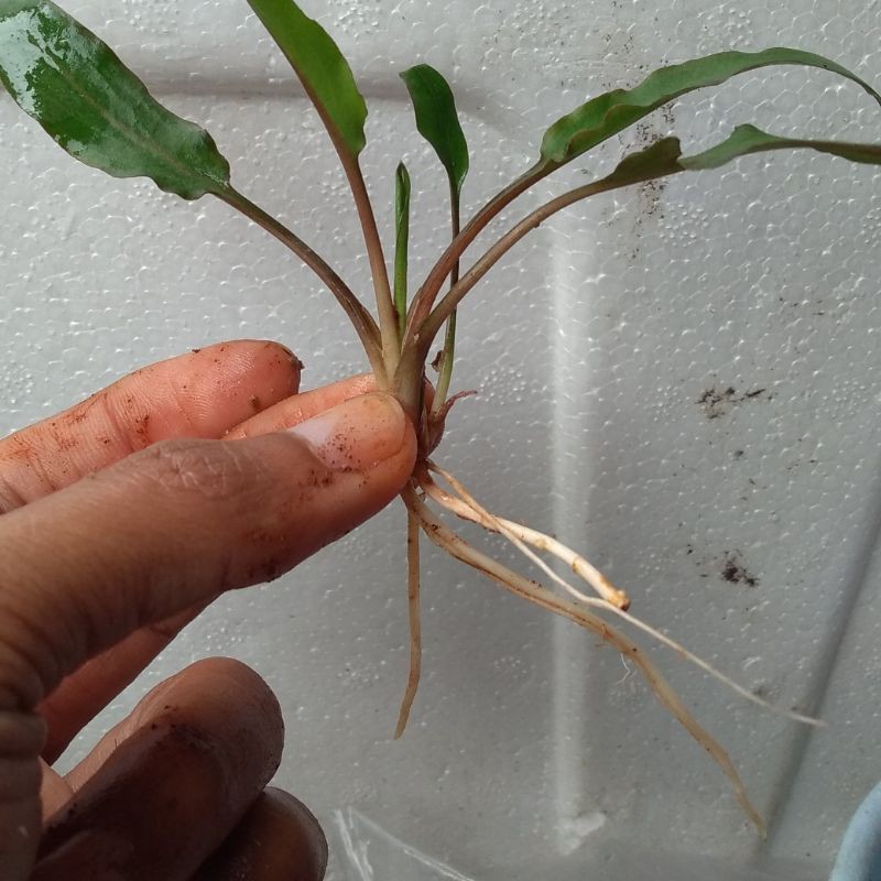 Cryptocoryne Wendtii Green, tanaman aquascape