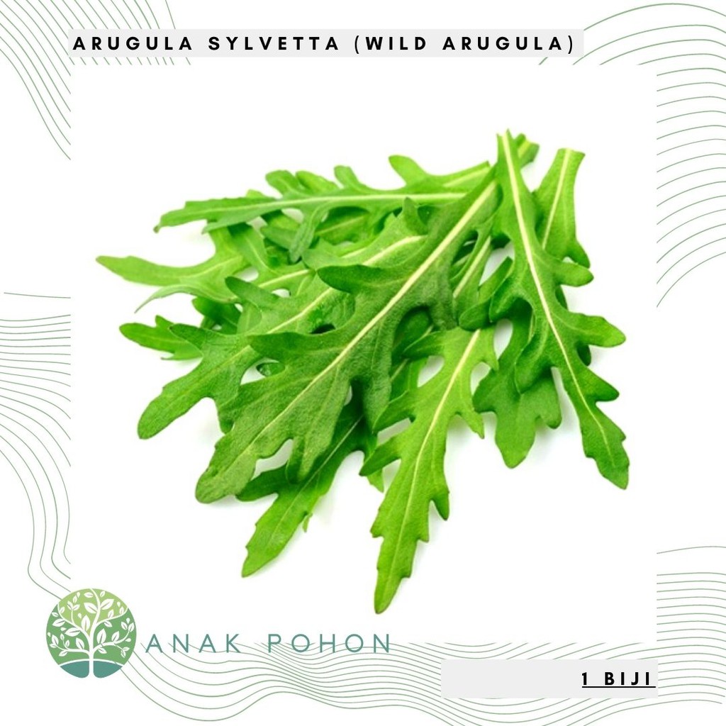 Benih Bibit Biji - Arugula Sylvetta (Wild Arugula Rocket) Salad Leaves Seeds - IMPORT