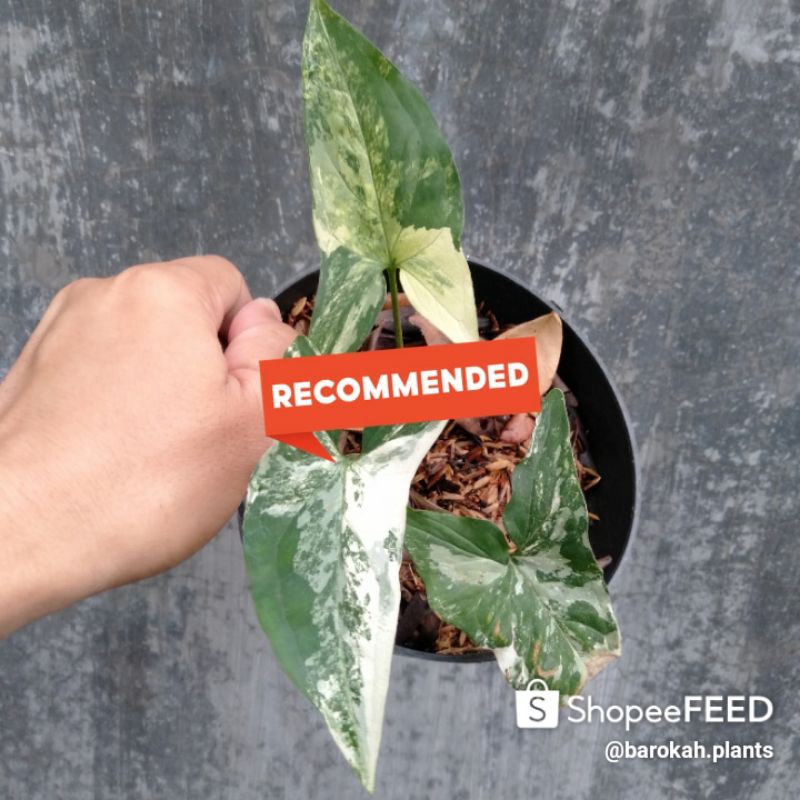 syngonium variegata/syngonium albo variegata