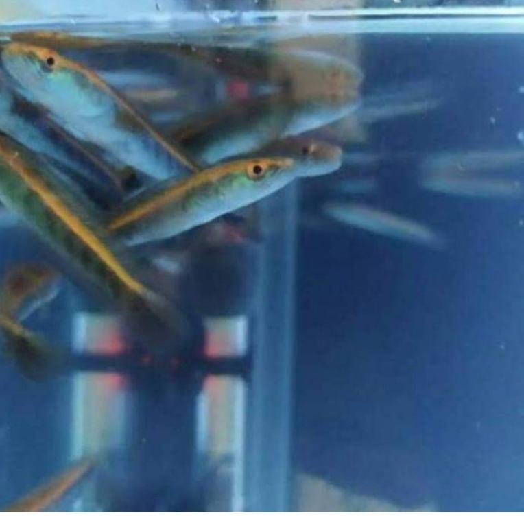 94q Ikan Channa Ys 21-24cm 17-19cm 14-16cm Channa yellow santarum