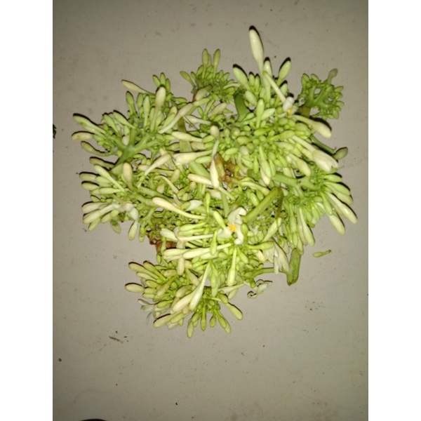 

bunga pepaya /250gram Rp 15.000