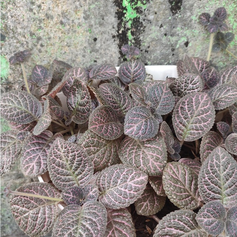 MURAH!! Tanaman Gantung Episcia Kee Wee Tanaman Episcia Violet Apiscia Cupreata