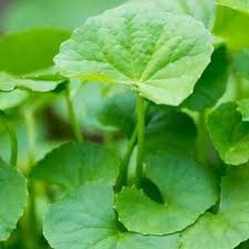 

DAUN ANTANAN SEGAR100GRAM UNTUK KESEHATAN