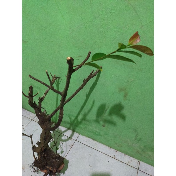 bahan dongkelan bonsai iprik pucuk merah