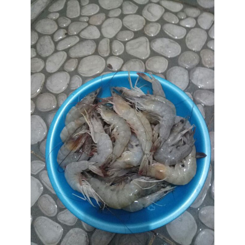 

Udang Vaname Segar ukuran Sedang Besar (Gojek/Gab only)
