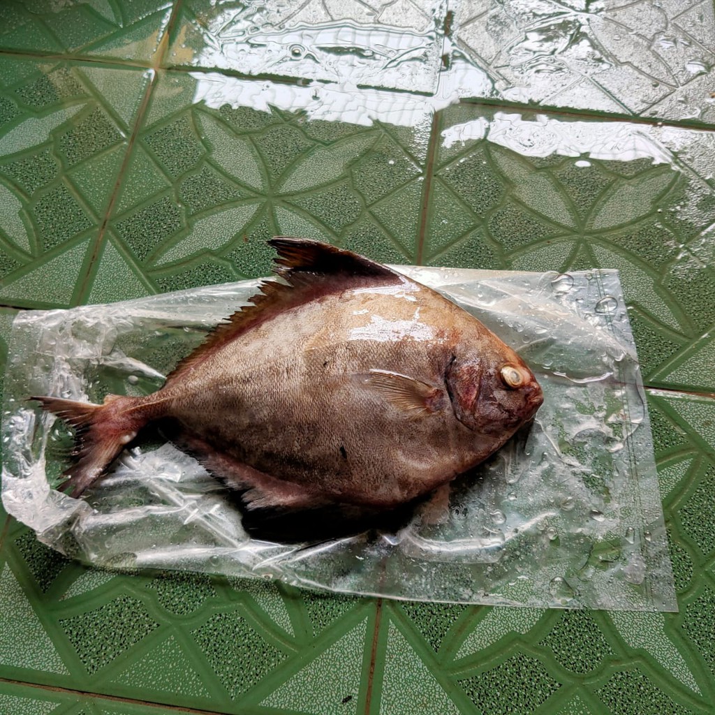 

Ikan Bawal Hitam Beku