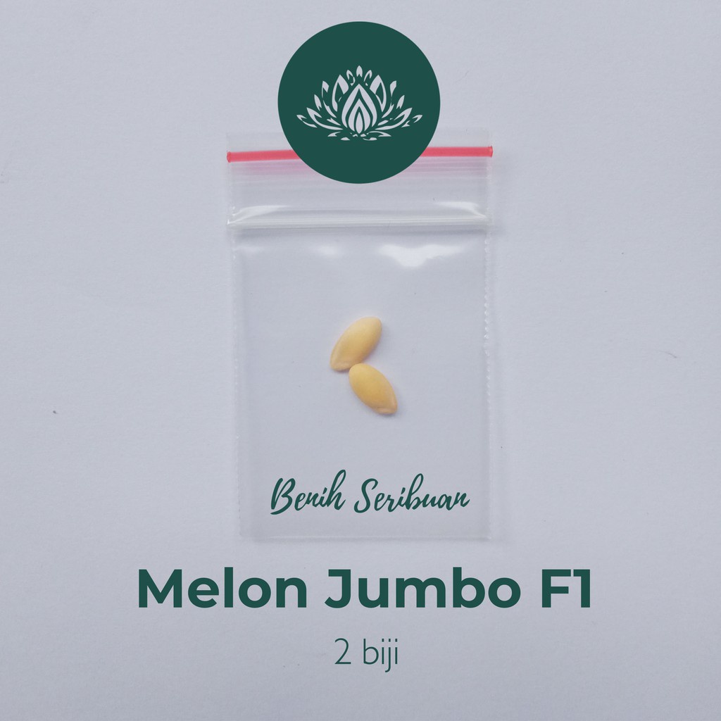 2 Benih Bibit Melon Jumbo F1 Hibrida Tanaman Buah Buahan Melon Orange Manis Super Besar Bintang Asia Tahan Virus