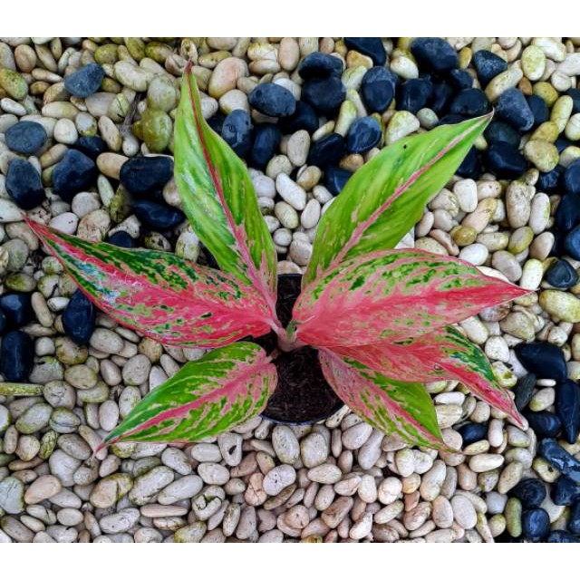 [✅COD] BUTTERFLY - (AGLONEMA REMAJA) / AGLONEMA BATERFLY / AGLONEMA MURAH