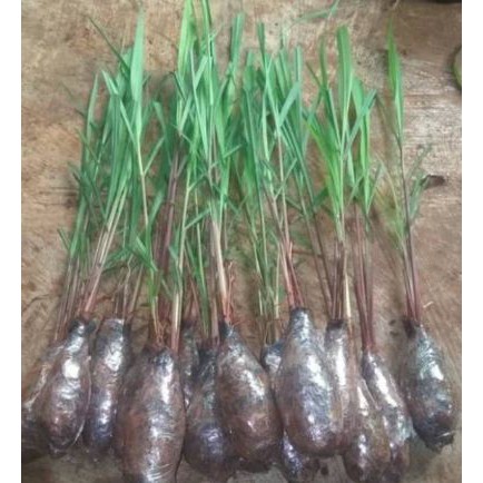 Tanaman herbal sereh wangi | pohon sereh merah | sereh merah | sereh wangi