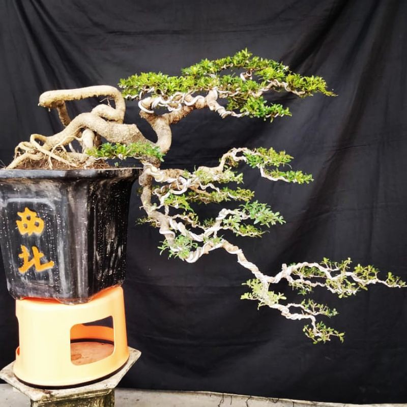 Bonsai Buchida / Black olive