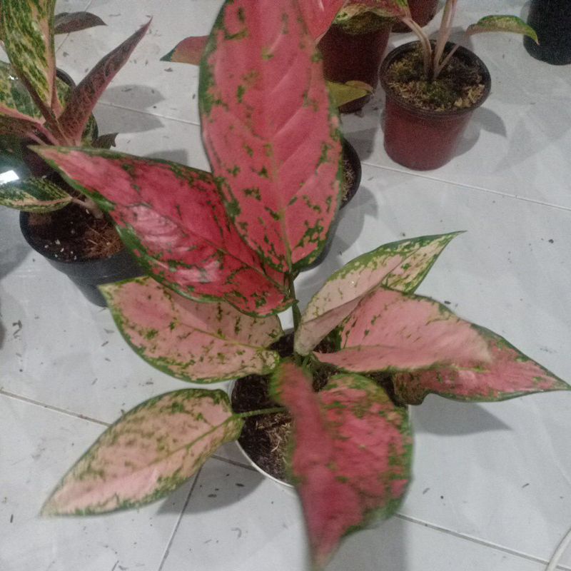 Bunga aglonema lady Cristin Kristin