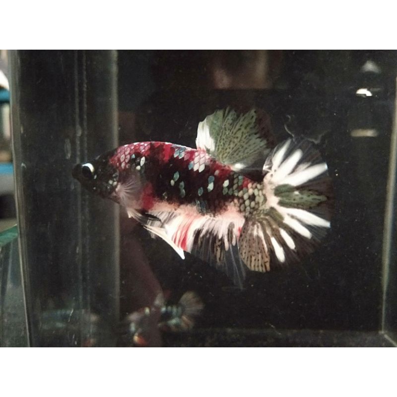 1 PAIR CUPANG AVATAR