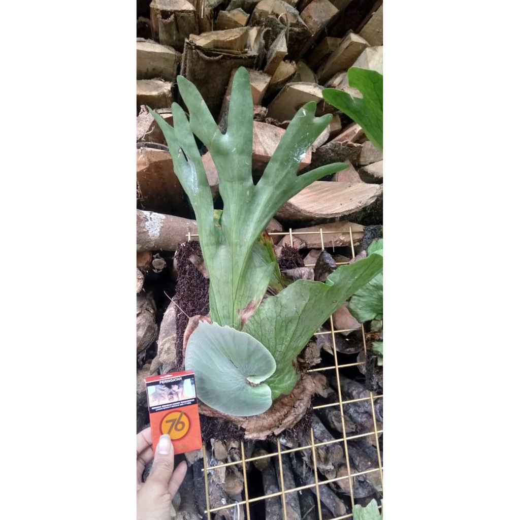 Jual Platycerium Wandae Papua Shopee Indonesia