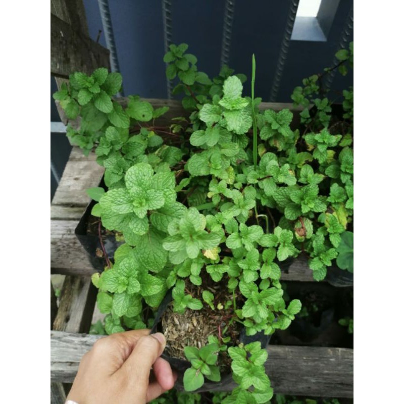 TANAMAN HERBAL BIBIT DAUN MINT MEDAN