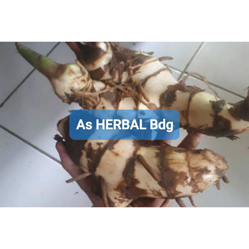 

Paket hemat umbi ganyong putih 500 gram-az