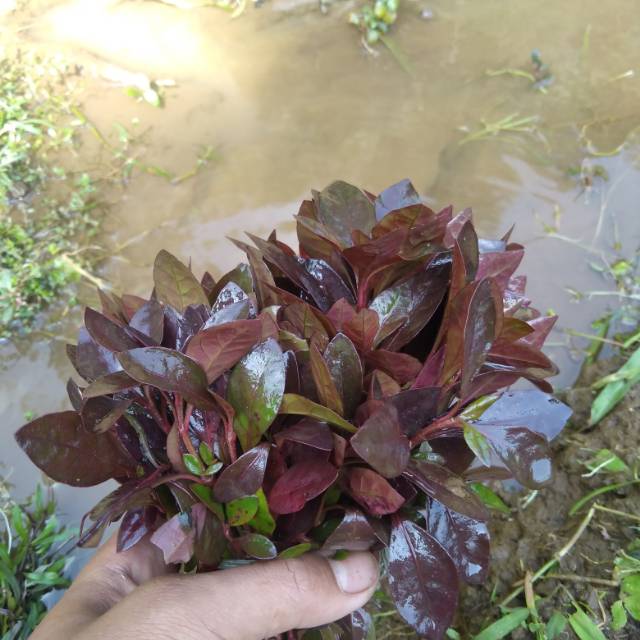 Ludwigia red malang