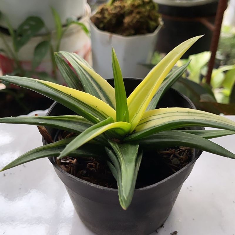 Haworthia Black Gem