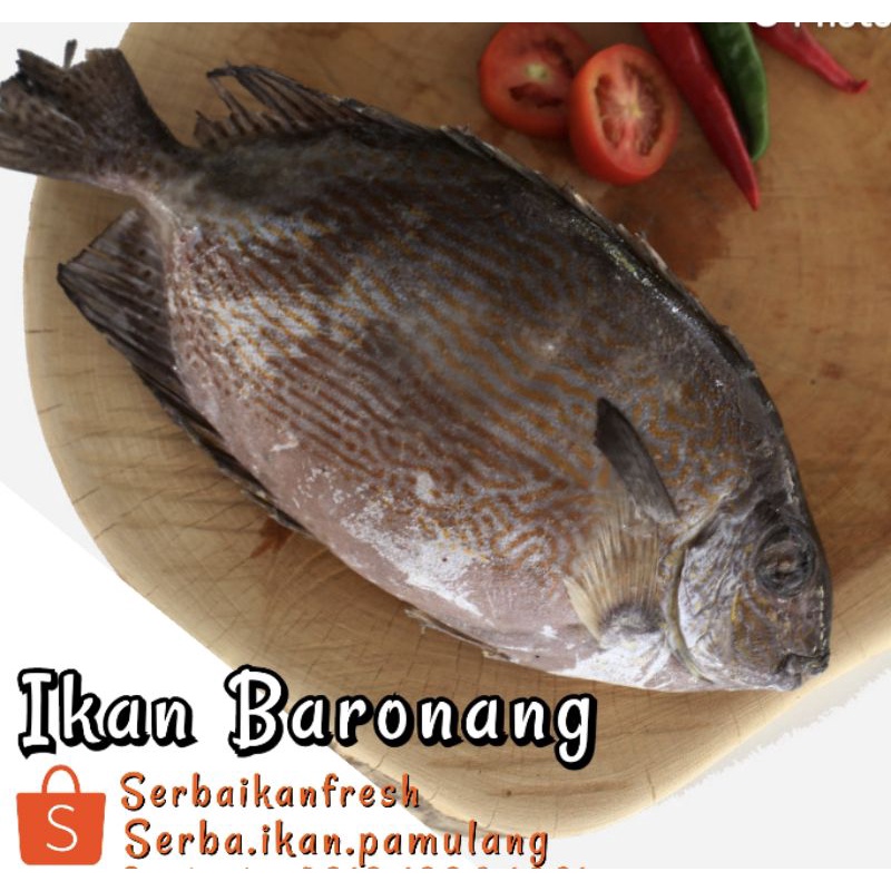 

IKAN BARONANG SEGAR (SIP)