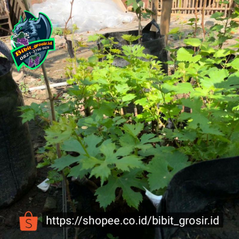 Diskon Aneka Bibit Anggur Import Umur 3minggu Sudah Sprout (list Di Deskripsi) JZBmJZAH995n0M