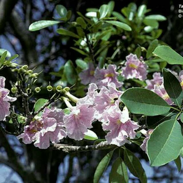 Bibit Tanaman Hias Bunga Tabebuya Pink Murah / Bunga Sakura Tabebuya Pink/ Sakura Pink