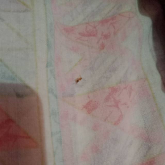 

Semut nya kakak di jamin Mantul dehh